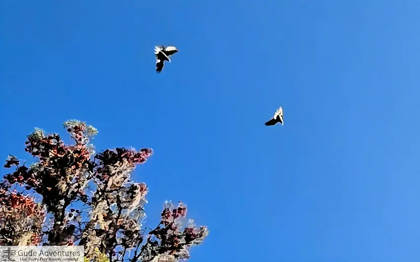 Parrots and spanish moss in the trees of the Andahuaylillas town plaza