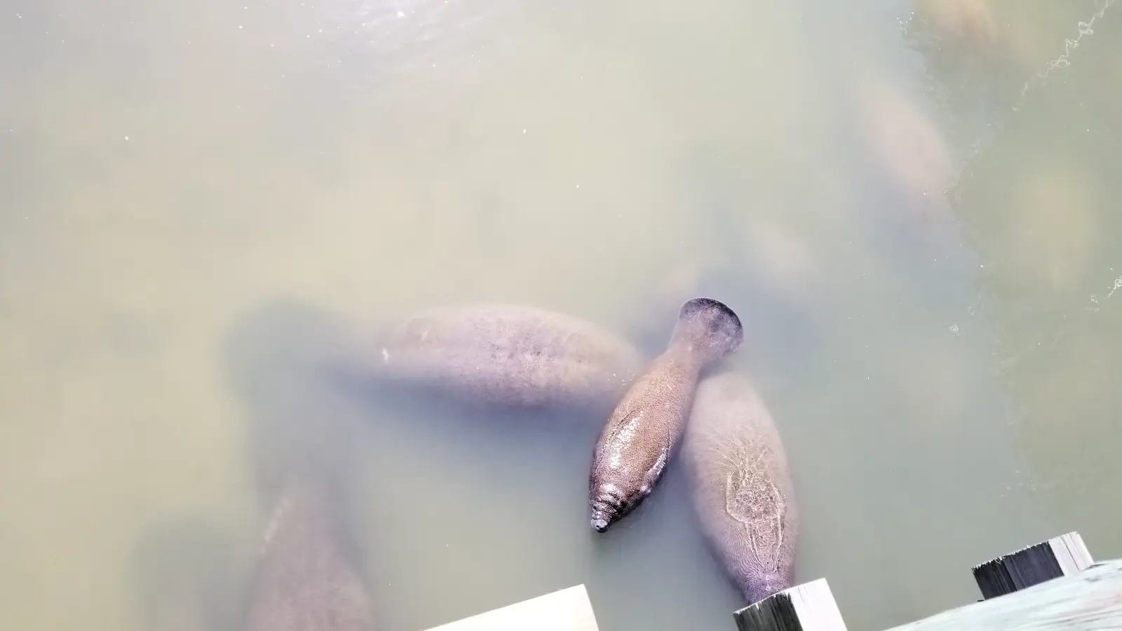 Manatee Viewing Center at the Big Bend Power Plant