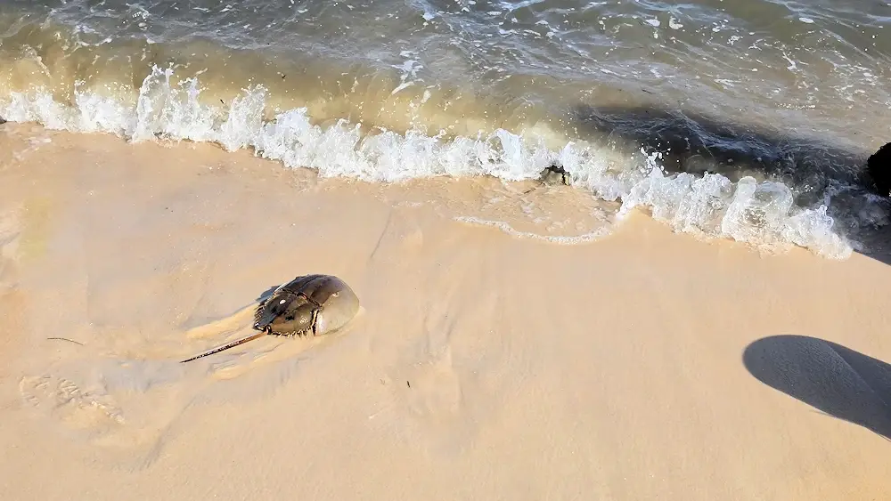 Horseshoe crab on the beach.
