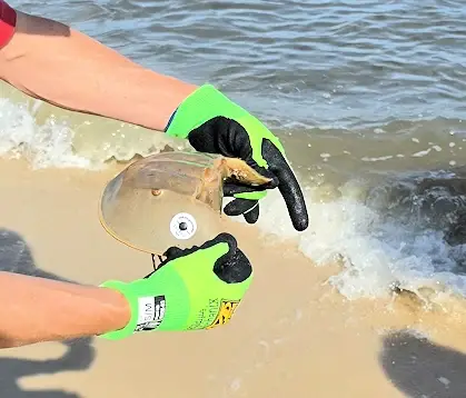 Researcher tagging a horseshoe crab.