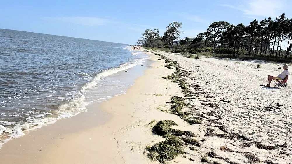 Horseshoe crab nesting area.