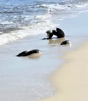 More horseshoe crabs on the beach.