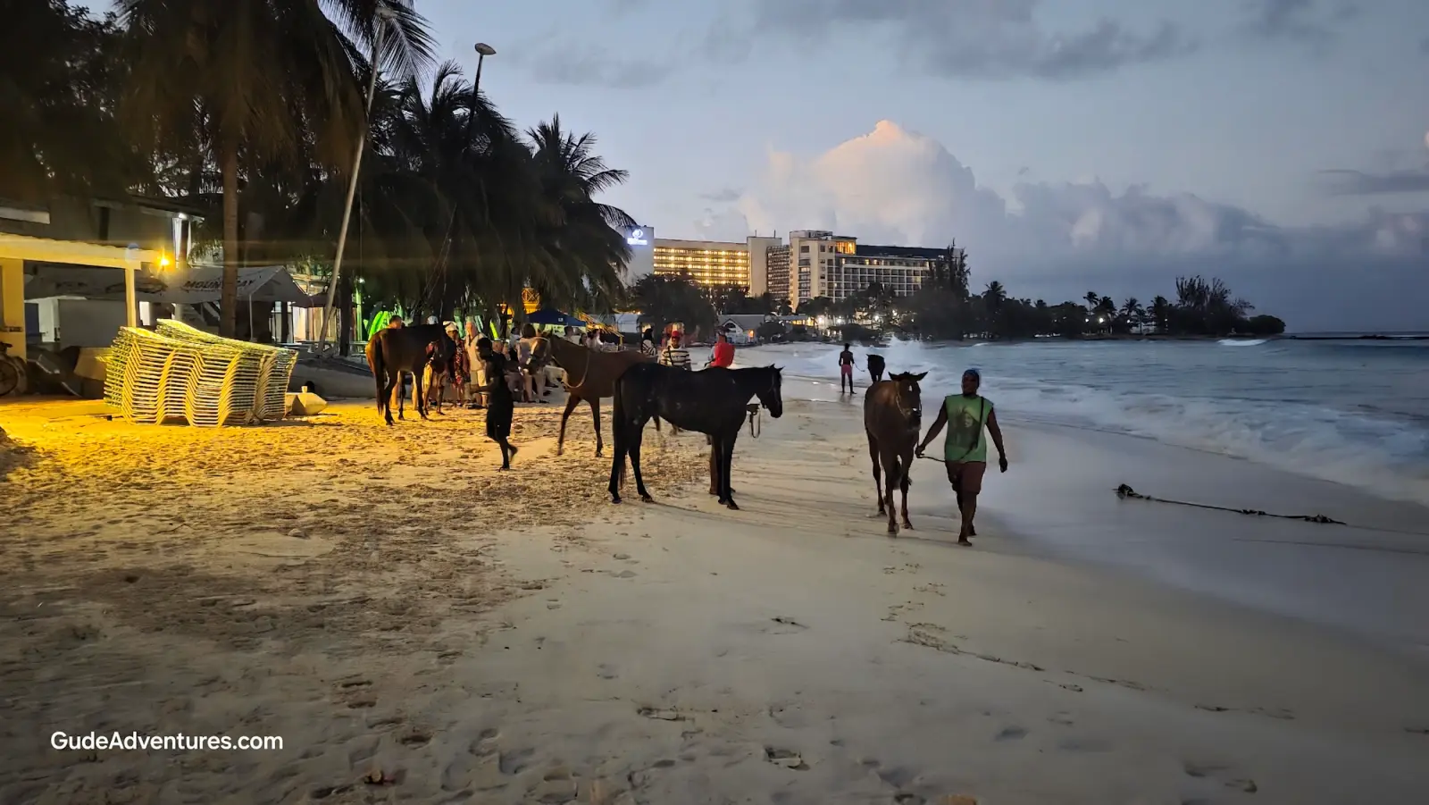 Race horses taking their morning swim at Pebbles Beach