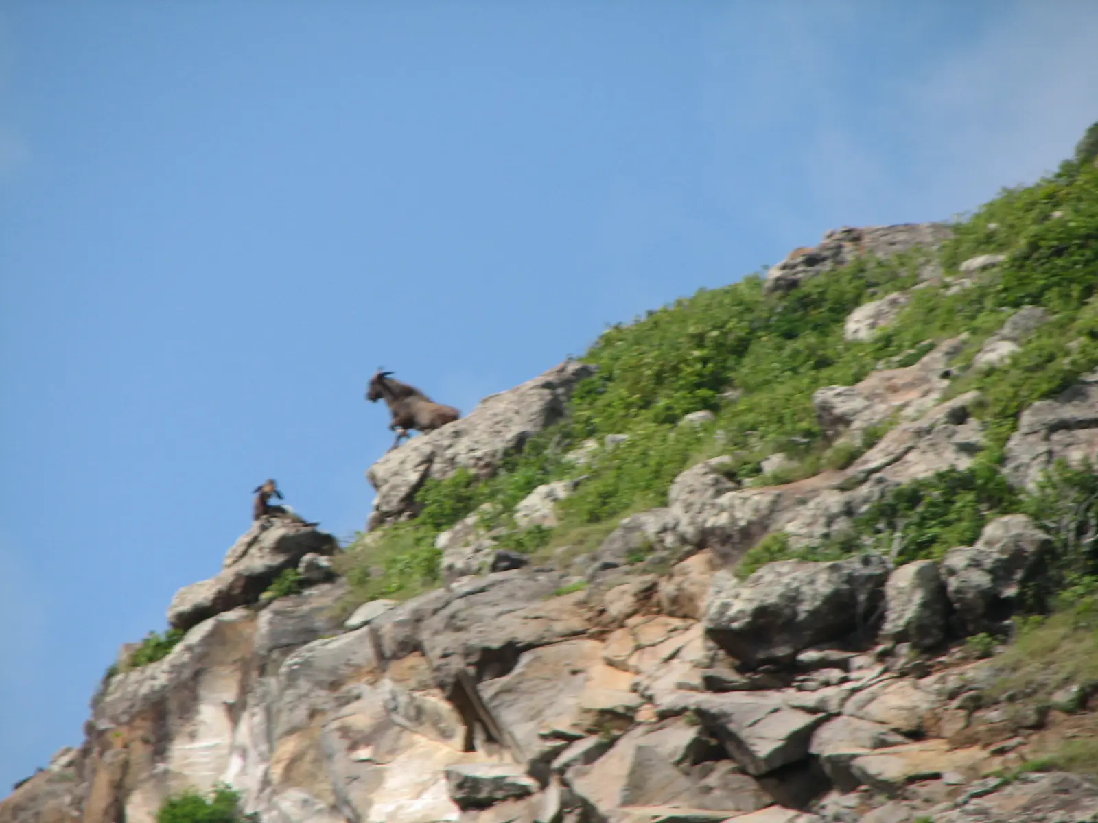 Goats on the cliffs