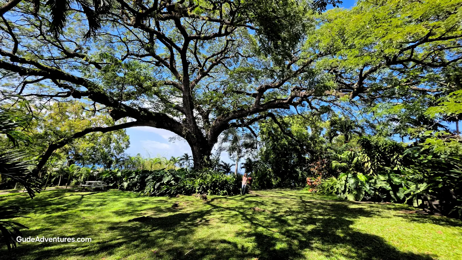400 year old Saman Tree at Romney Manor