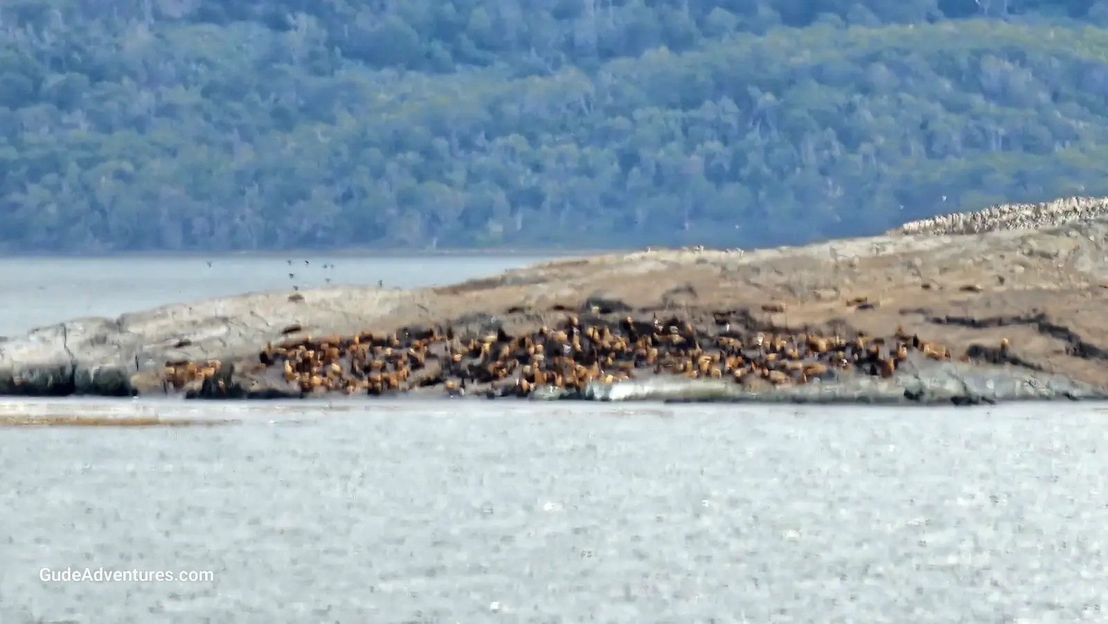 Seals and penguins on a small island in the Beagle Channel