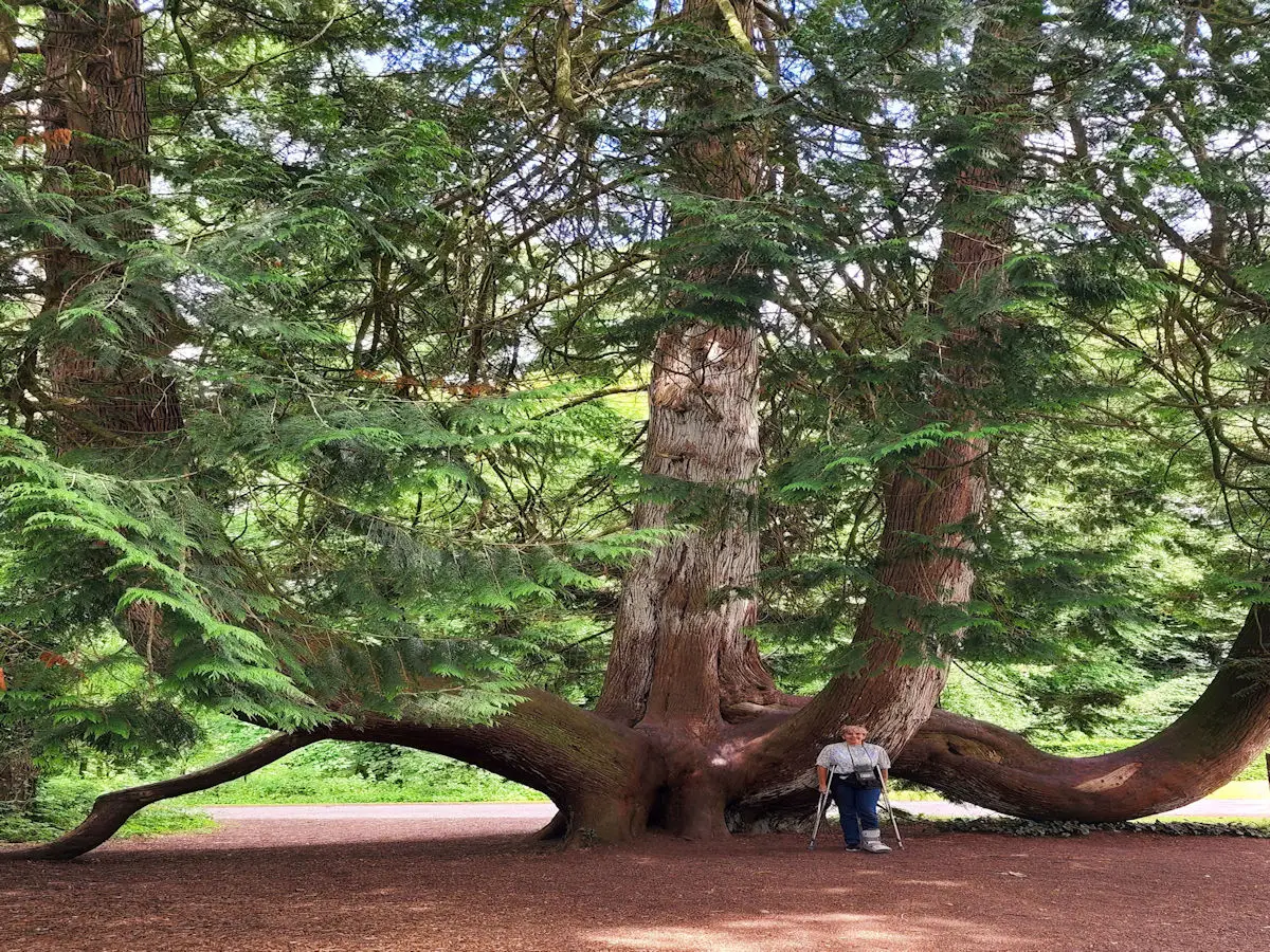 Tree in Blarney Garden