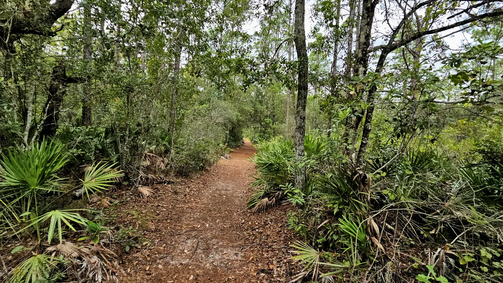 Trail at Brooker Creek