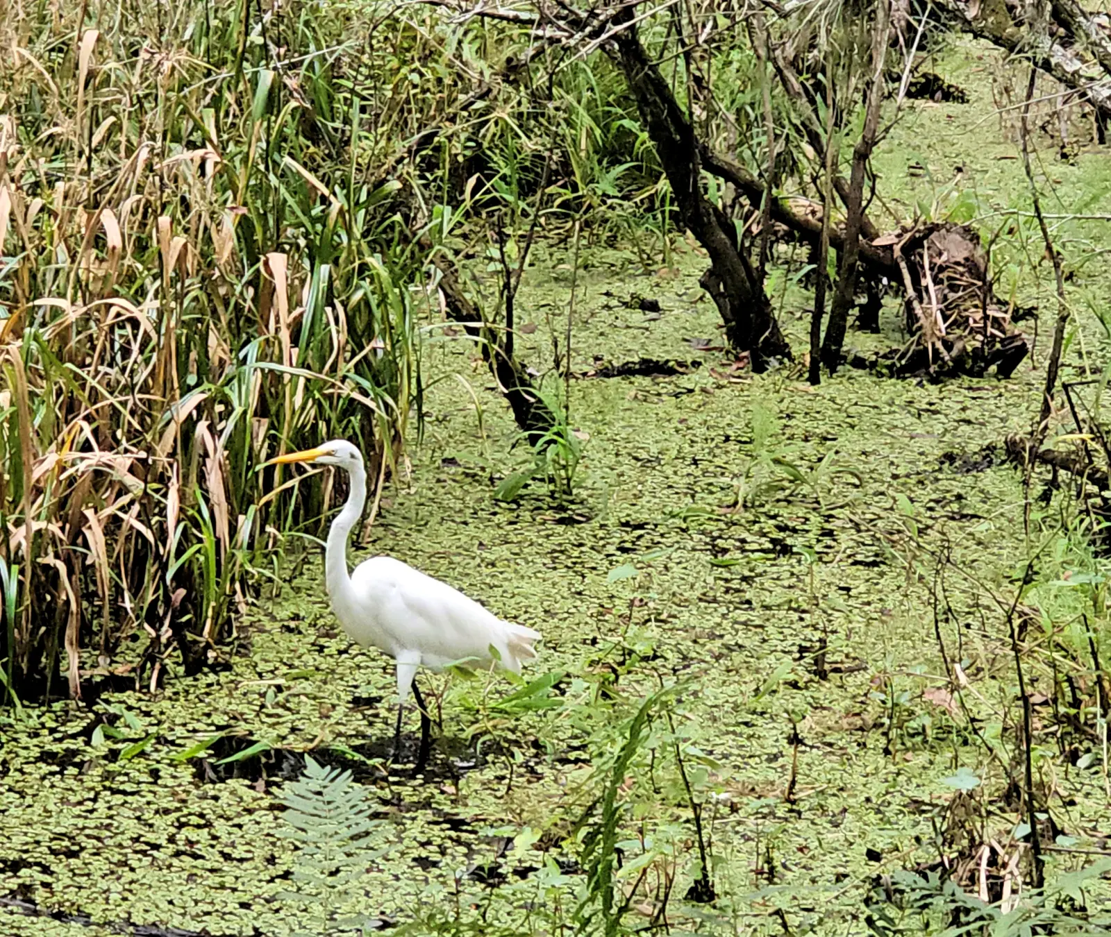 Heron in Brooker Creek