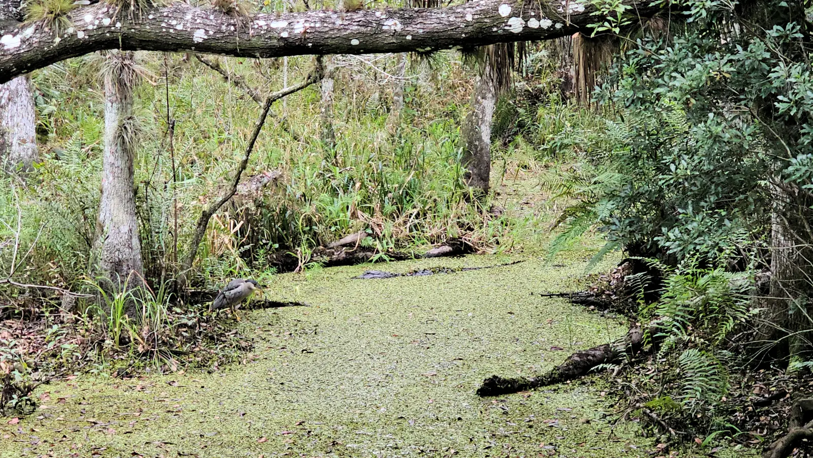 Alligator in Brooker Creek