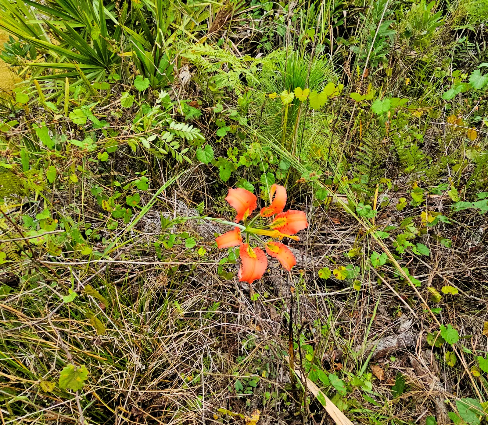 Wildflower along trail at Brooker Creek