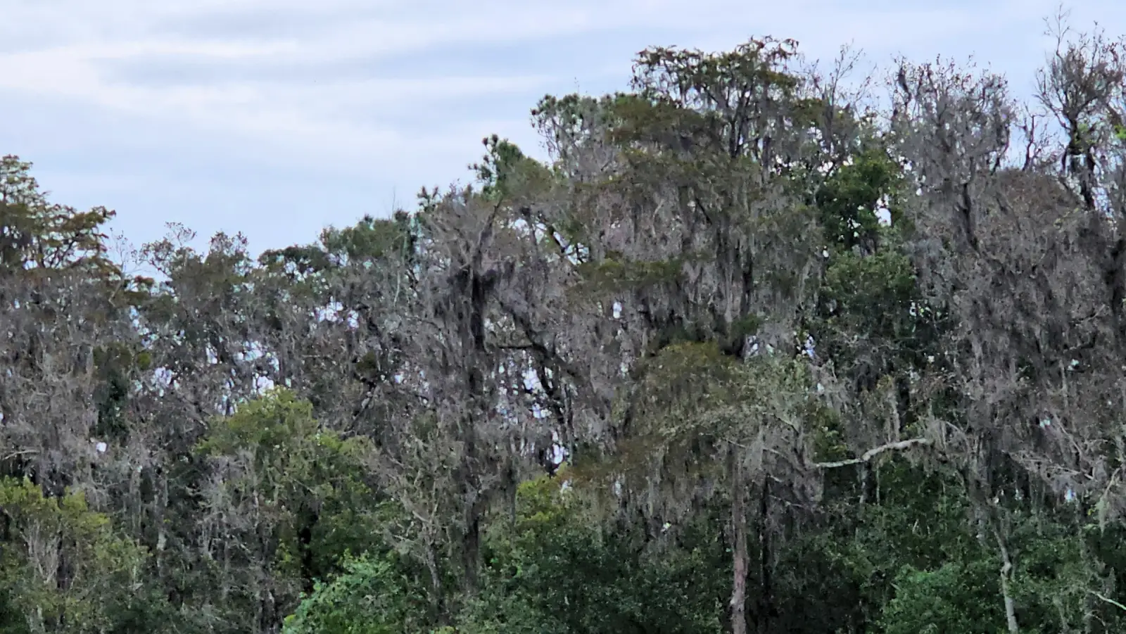Eagles nest at Brooker Creek