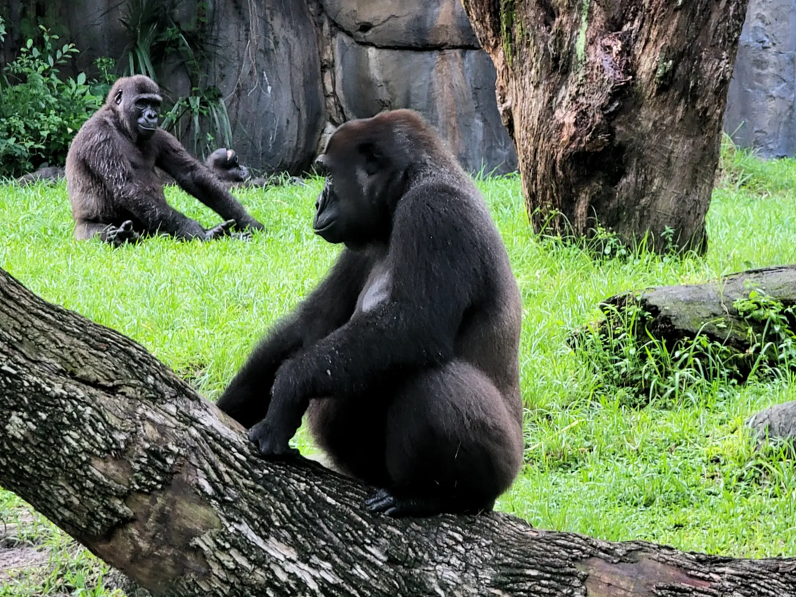Myobe Reserve