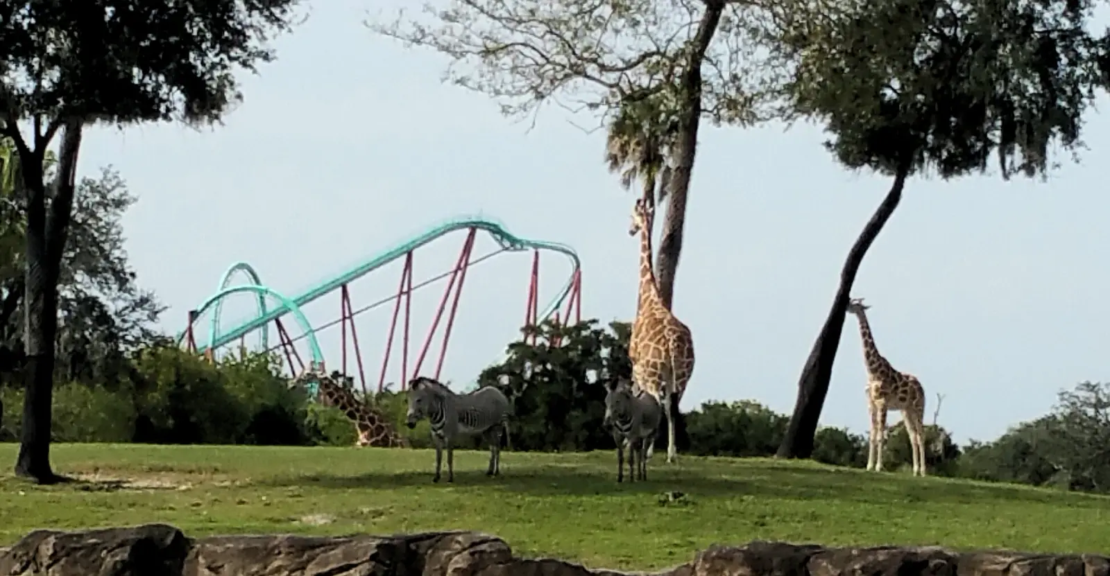 SheiKra rollercoaster from the Edge of Africa train 