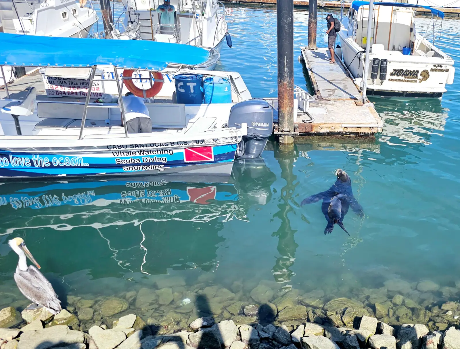 Sea lion and pelican in Marina Cabo San Lucas