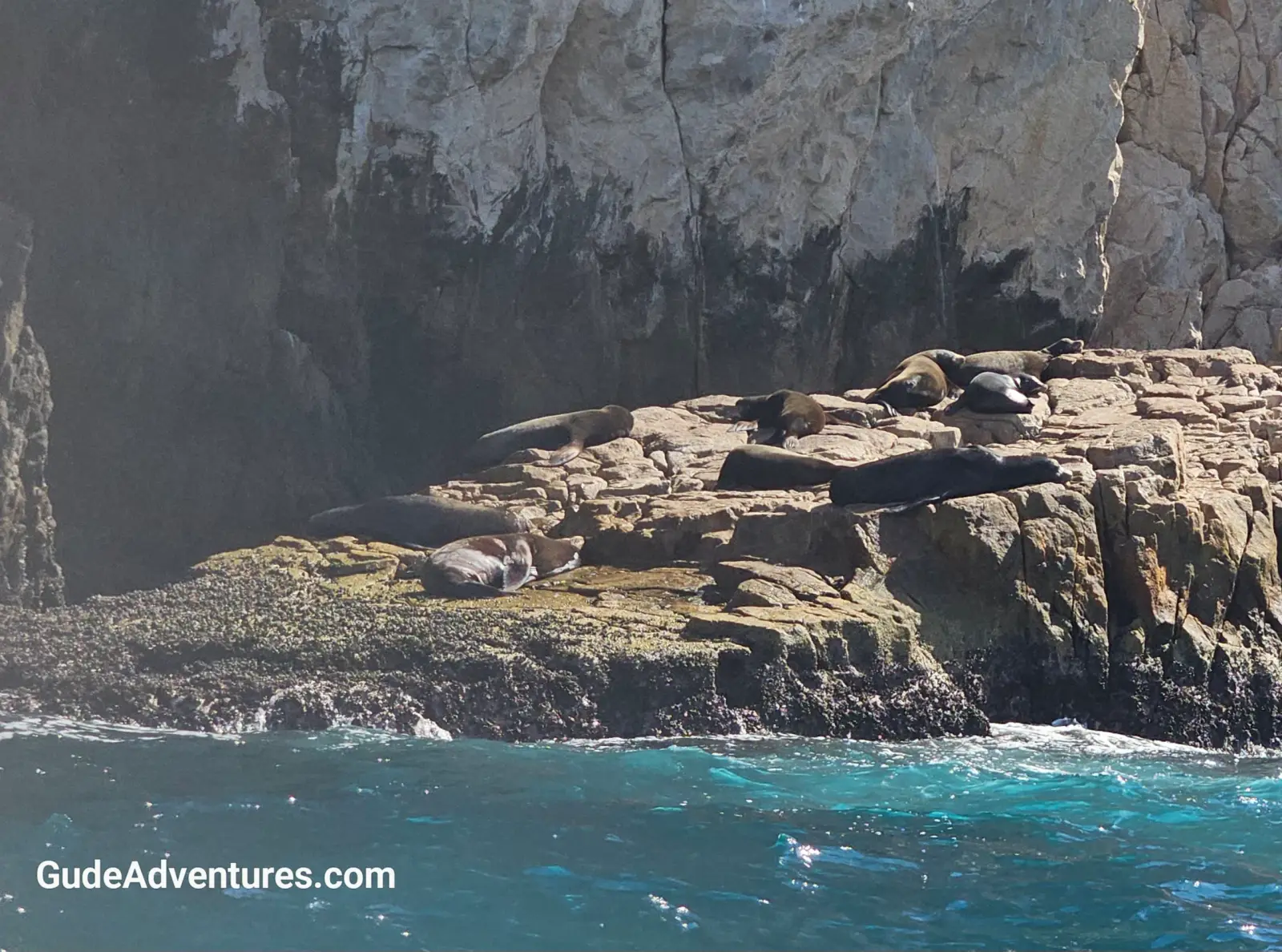Sea lion Island