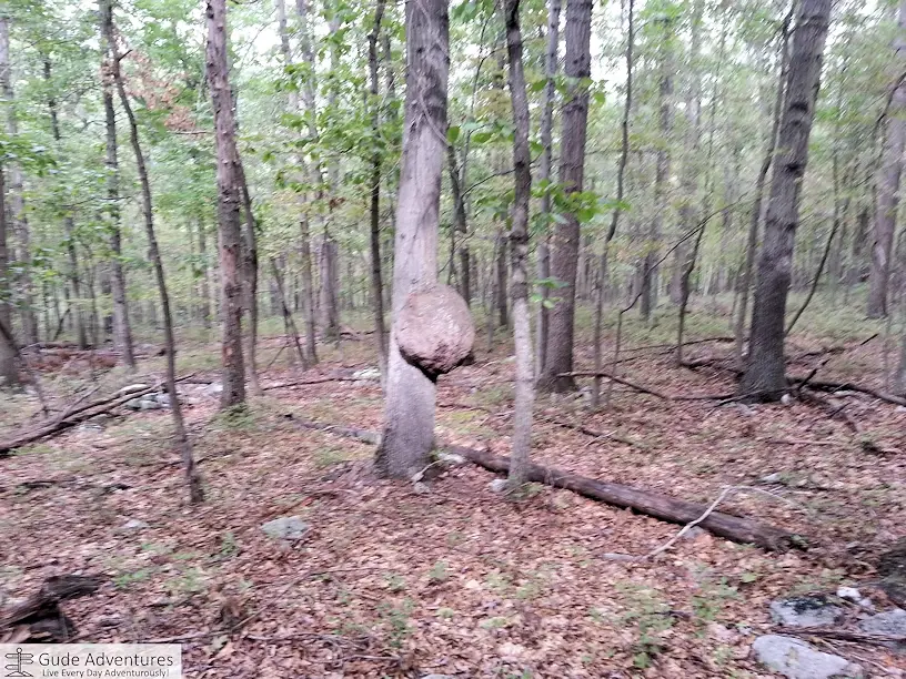 A deformed tree along the trail