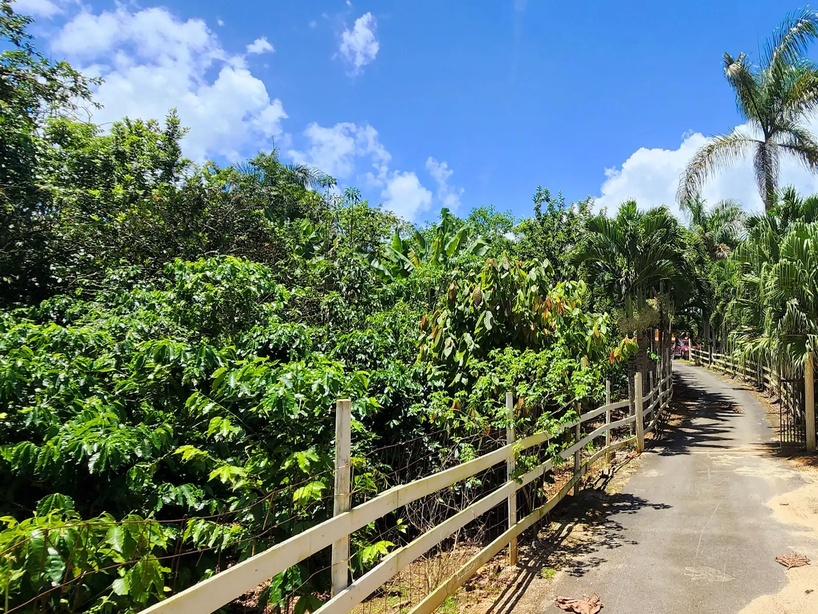 The road to the coffee farm.