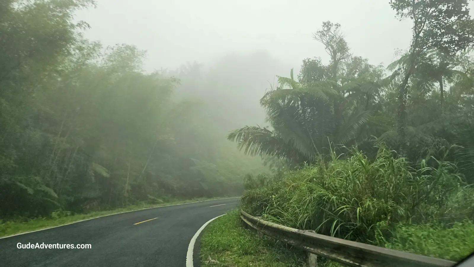 Ruta Panorámica (PR-184) through the forest