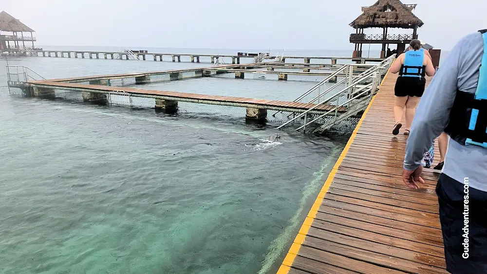 Dolphin Encounter at Chankanaab