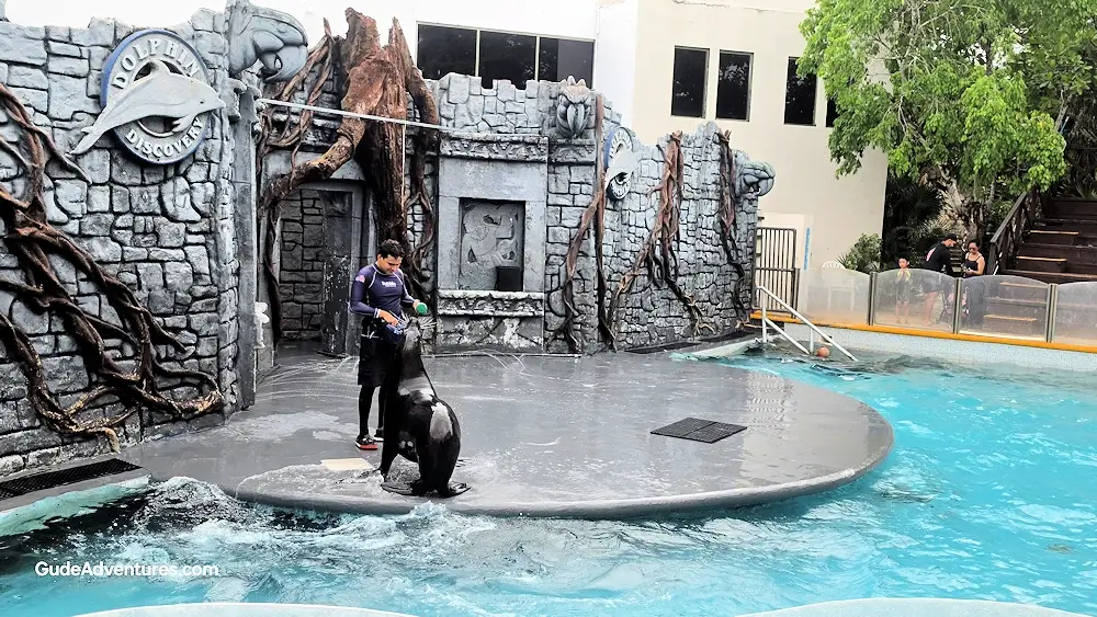 Sea Lion show at Chankanaab