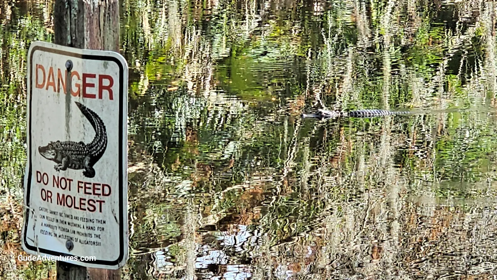 Alligator in the pond and warning sign