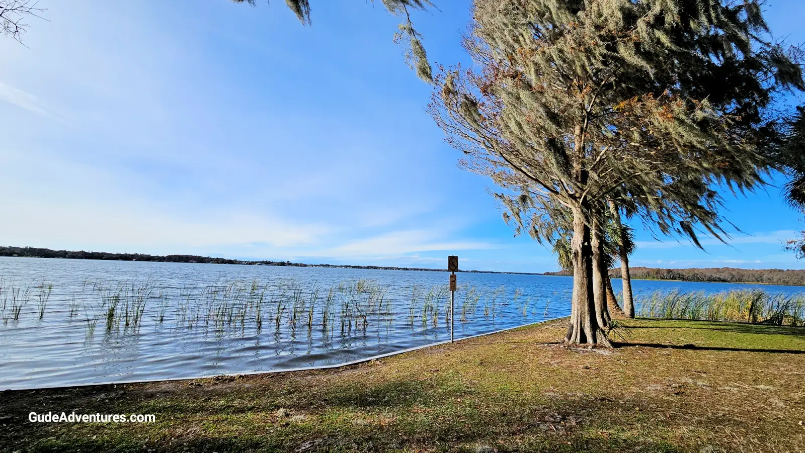 The shore of Lake Tarpon