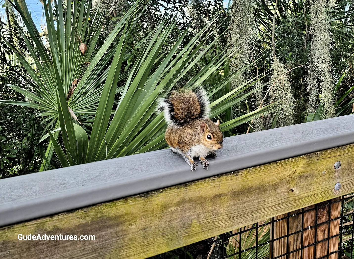 Friendly squirrel in the park