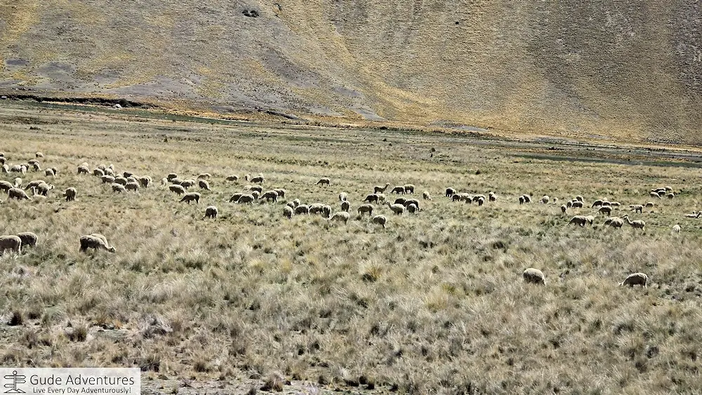 Llamas in the La Raya Pass