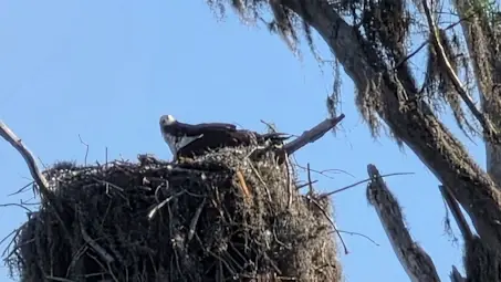 Osprey nest on Lake Susan