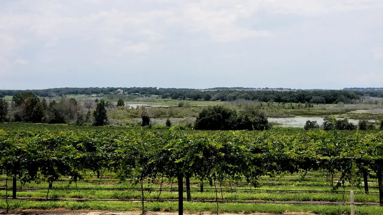 The vineyards at Lakeridge Winery