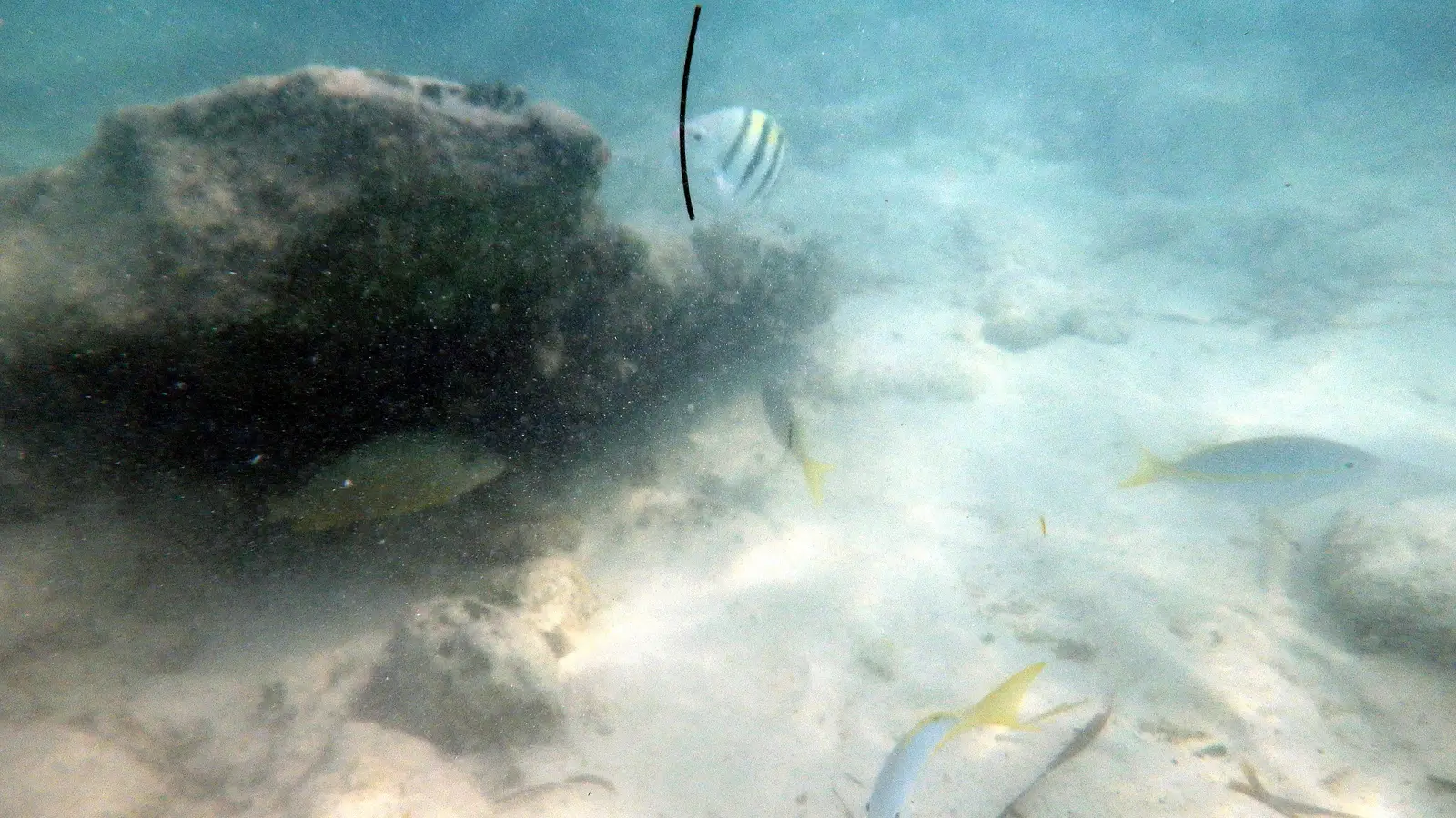 Coco Cay sealife