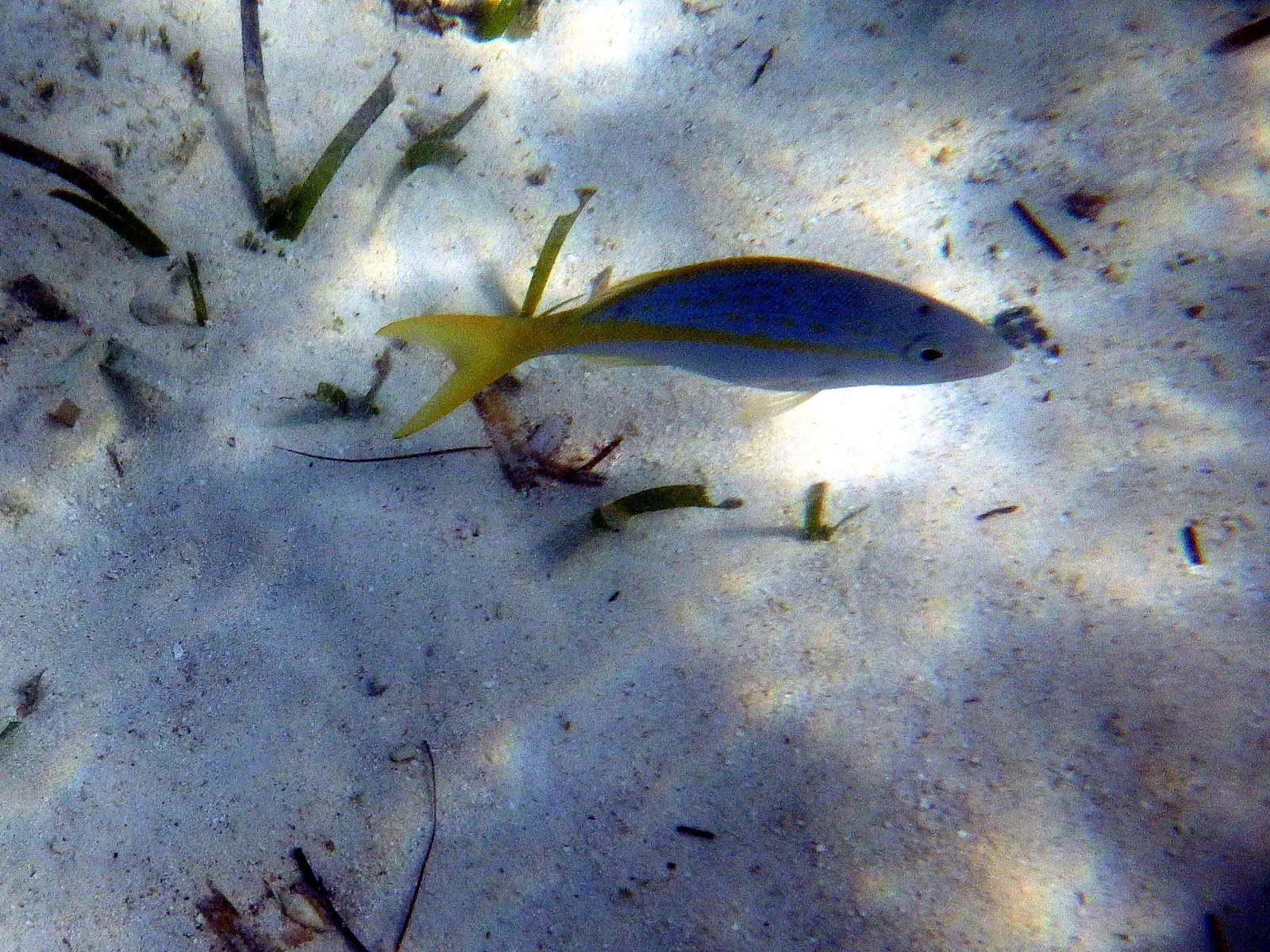 Coco Cay sealife