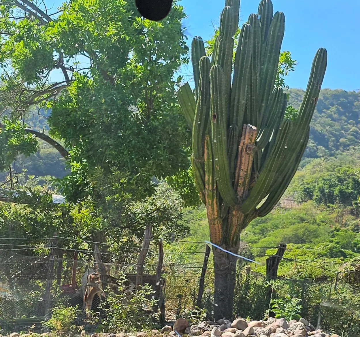 Cactus in the mountains