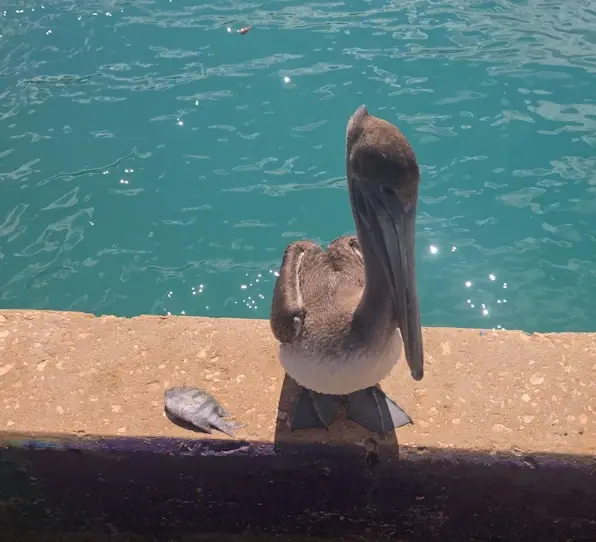 Pelican and his catch at Crash Boat Beach