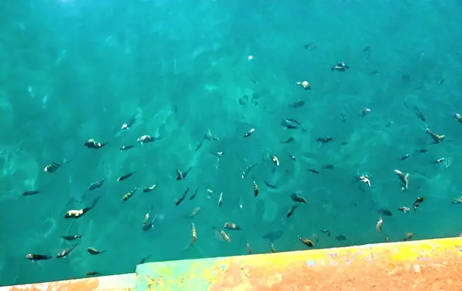 Fish next to the pier at Crash Boat Beach748948582.webp