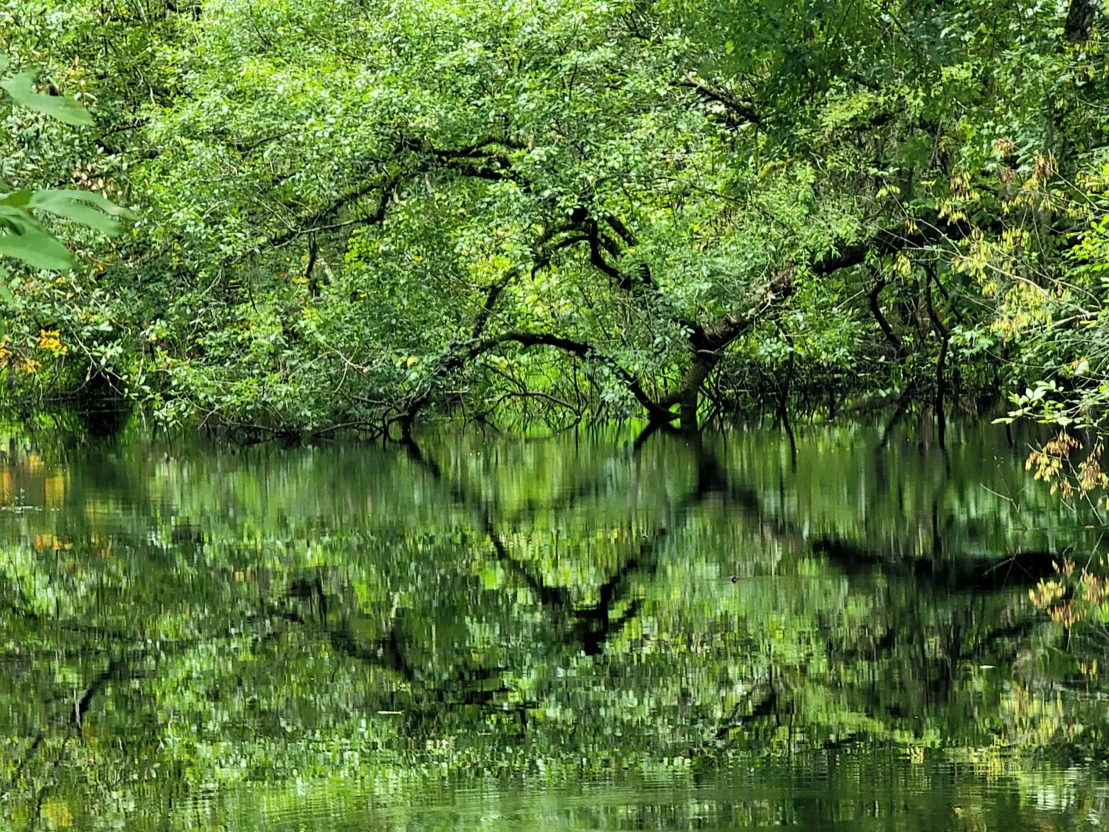 Withlacoochee River near Hog Island