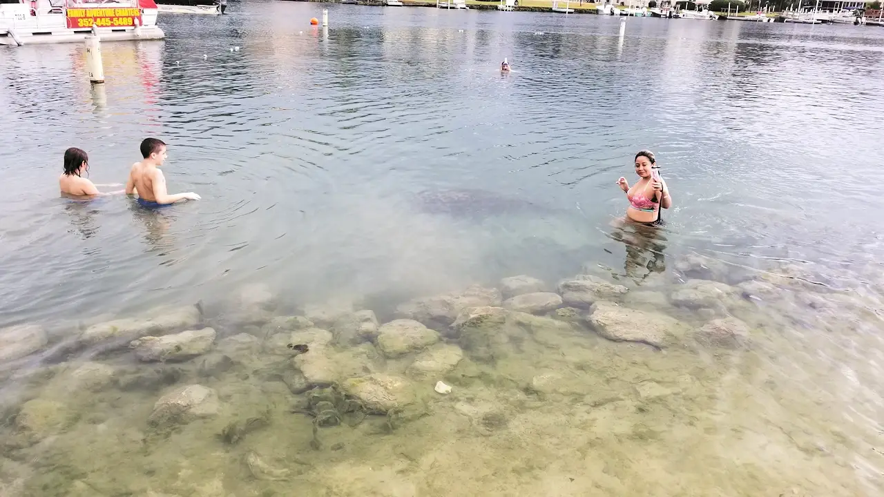 Swimming near a manatee at Hunter Springs