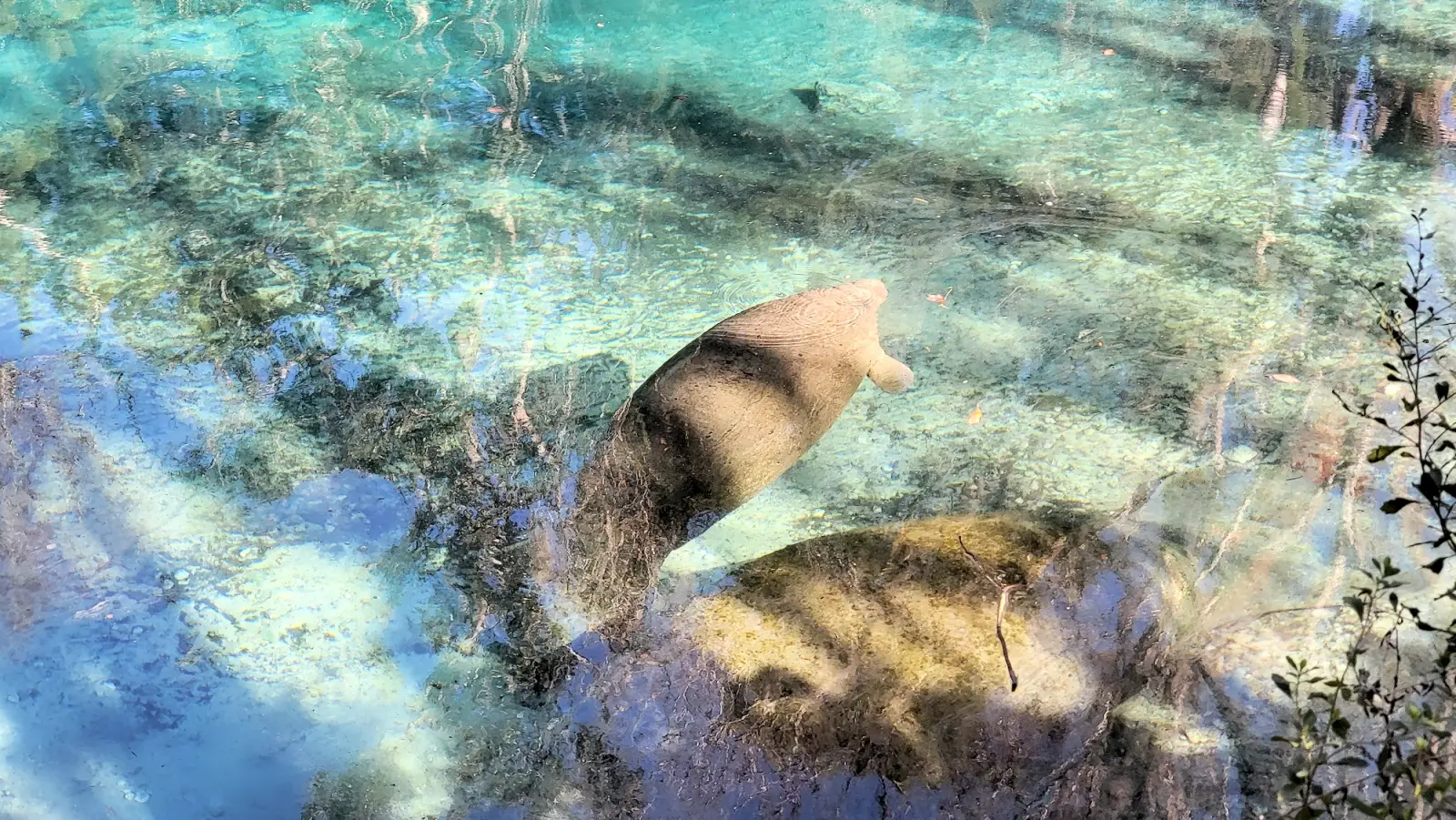 Manatee swimming in the springs