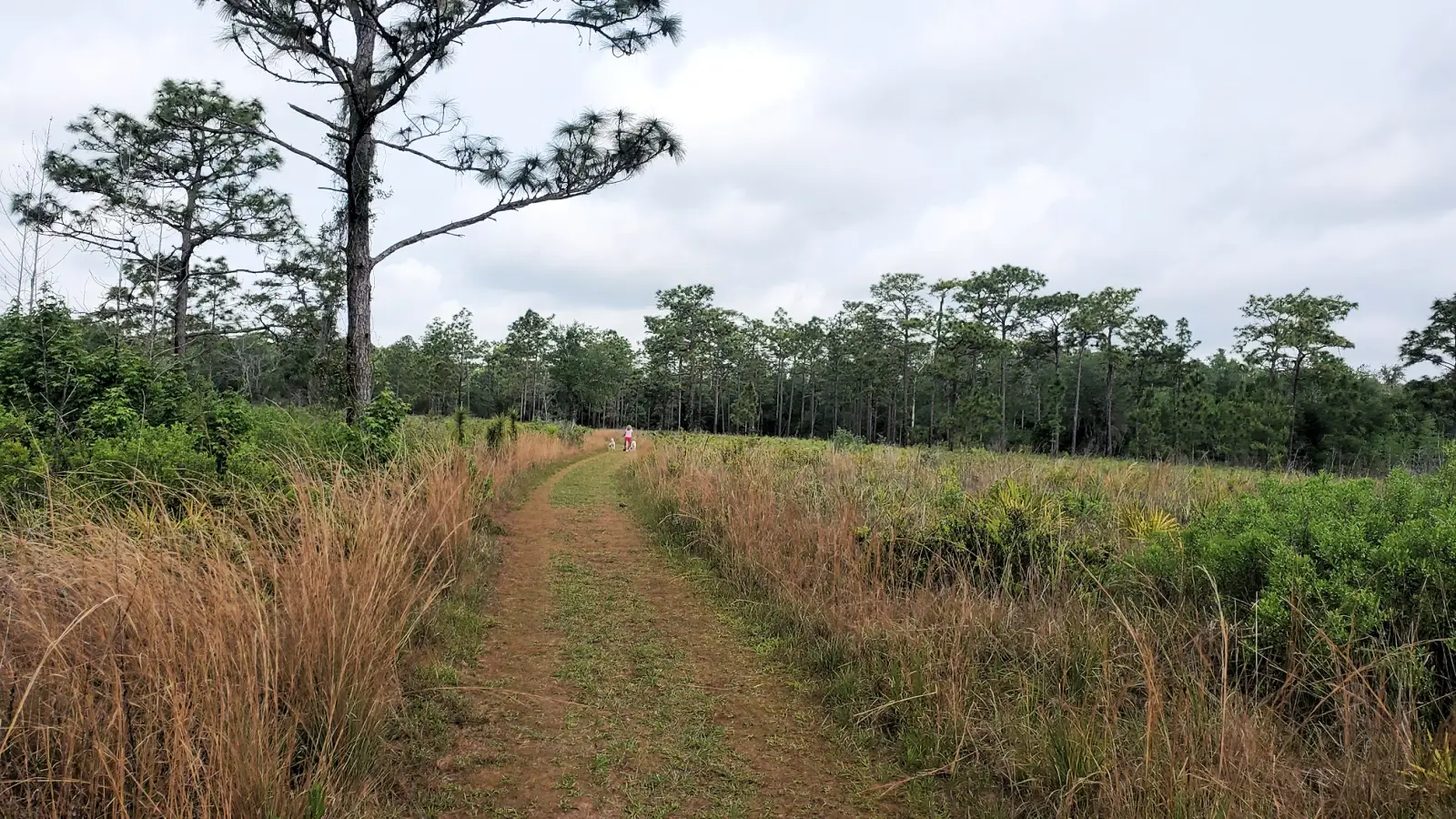 Wildlife at Cypress Creek Preserve