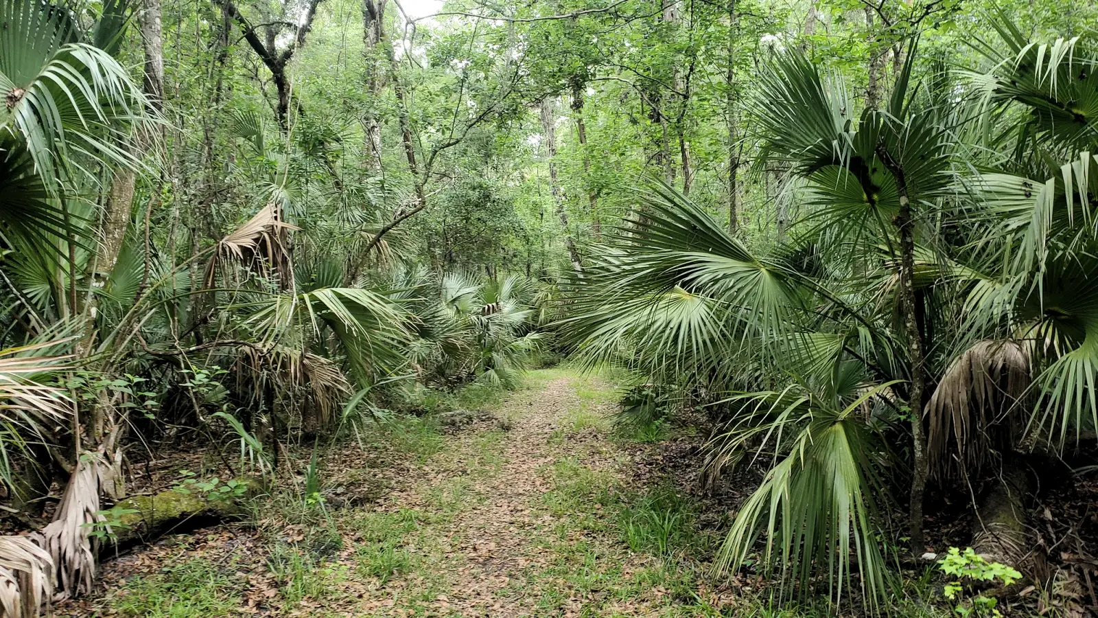 Wildlife at Cypress Creek Preserve