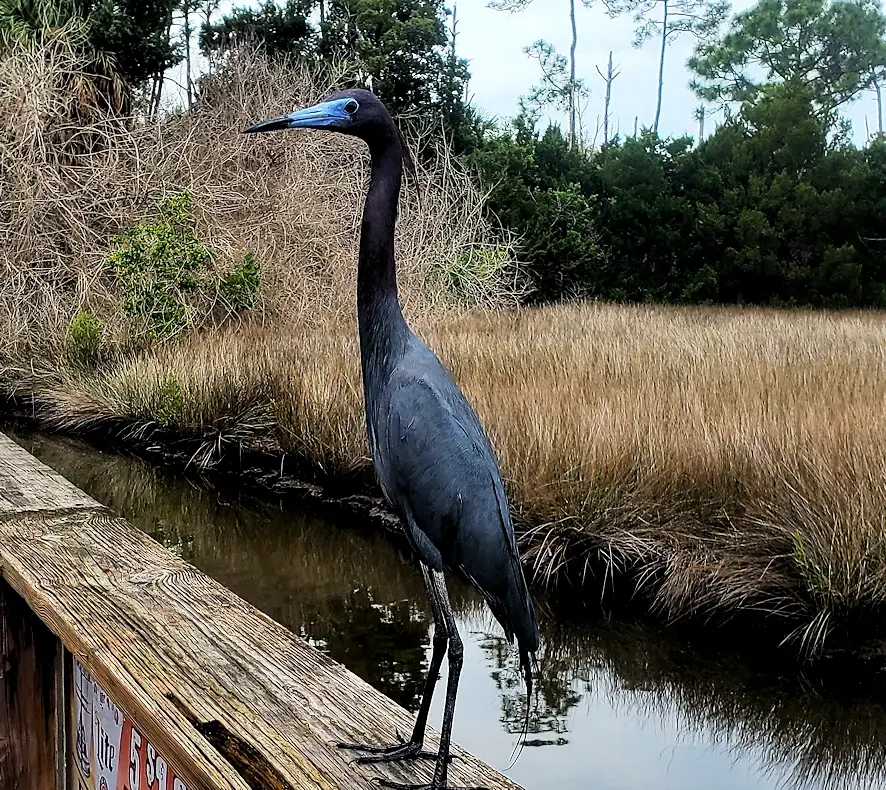 Wildlife at Cypress Creek Preserve