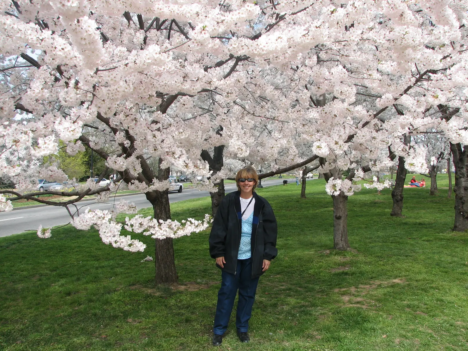 Cherry blossoms in the Spring
