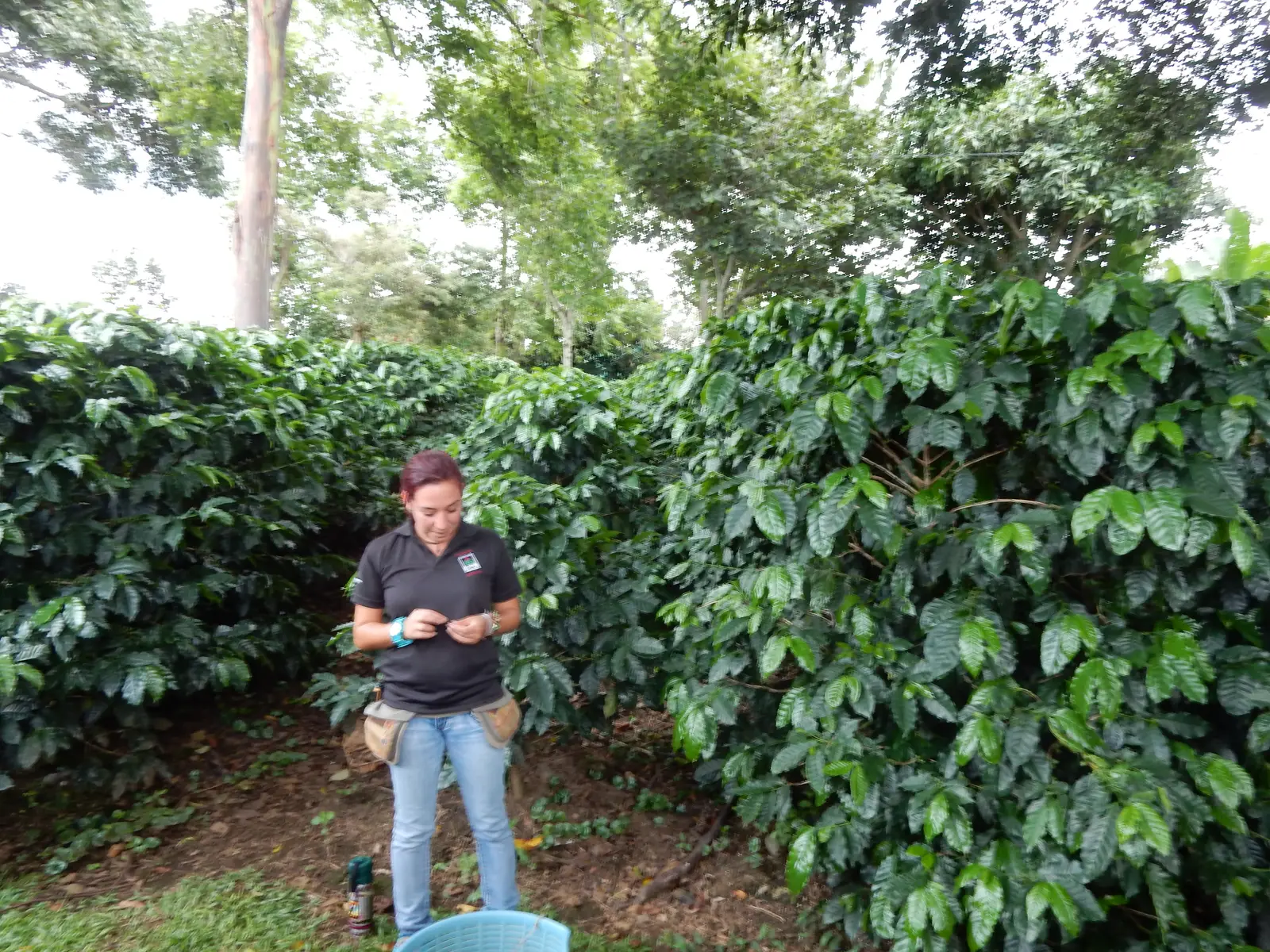 Doca Coffee Plantation