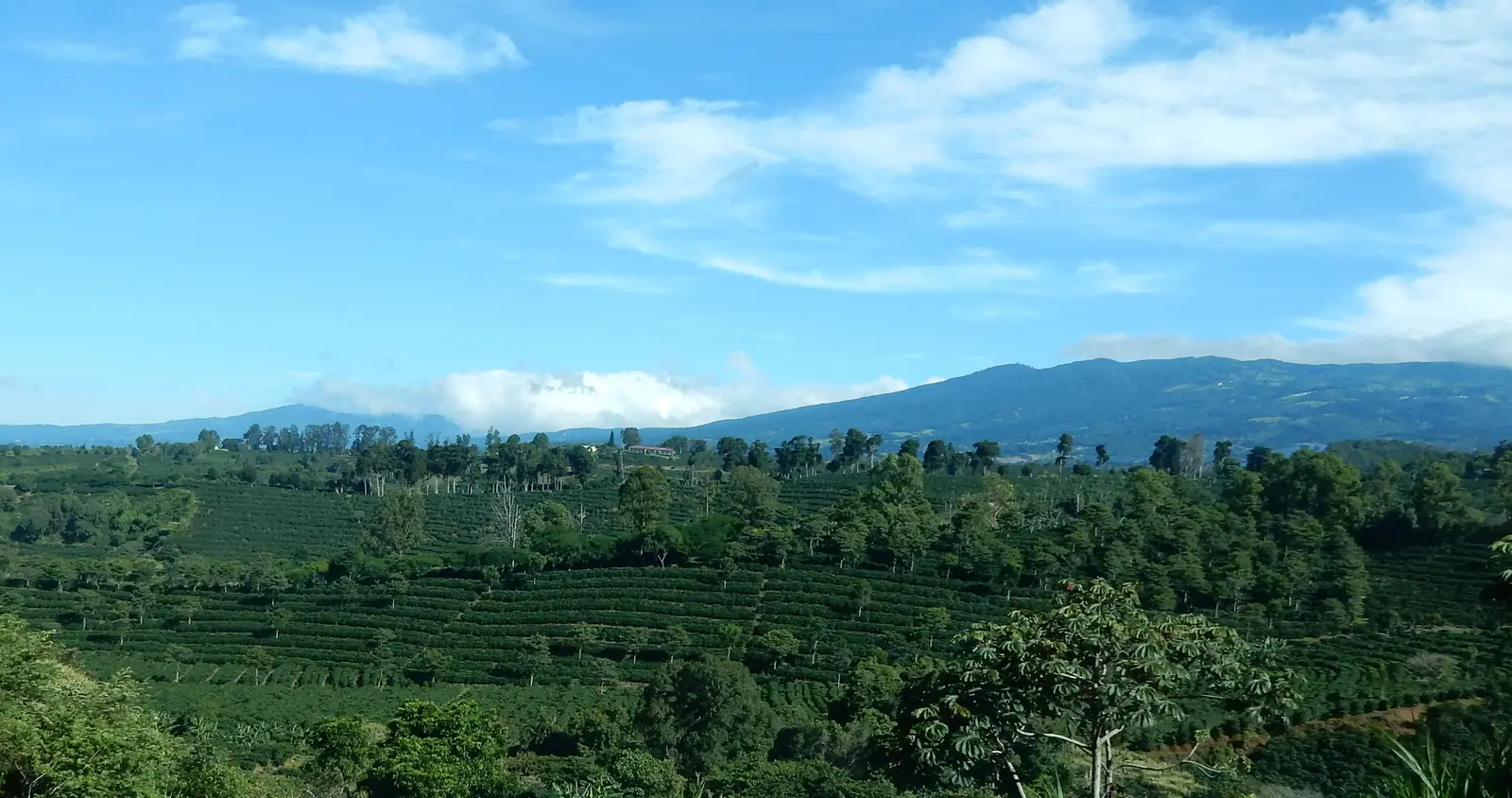 Doca Coffee Plantation
