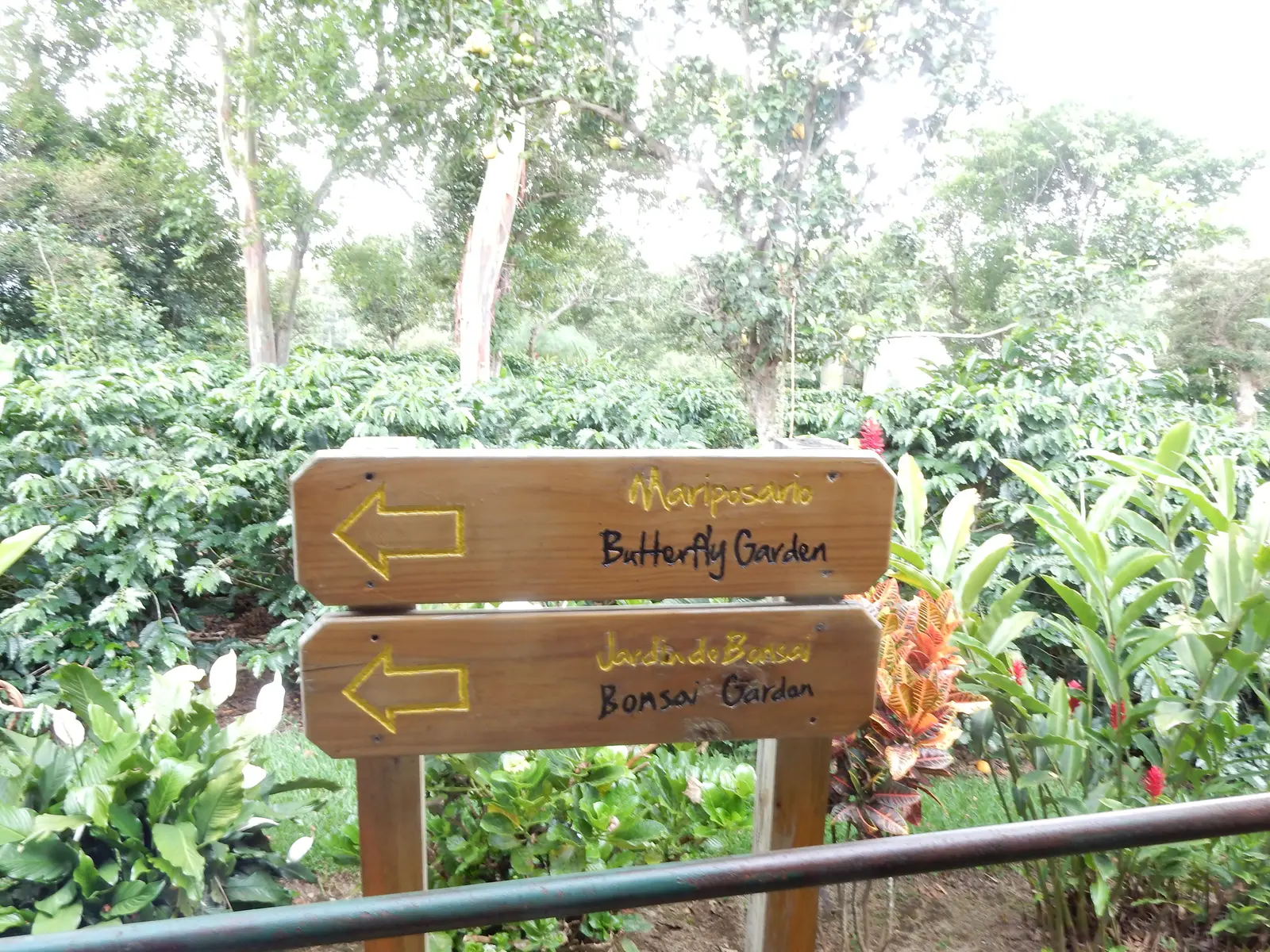 Gardens at Doca Coffee Plantation