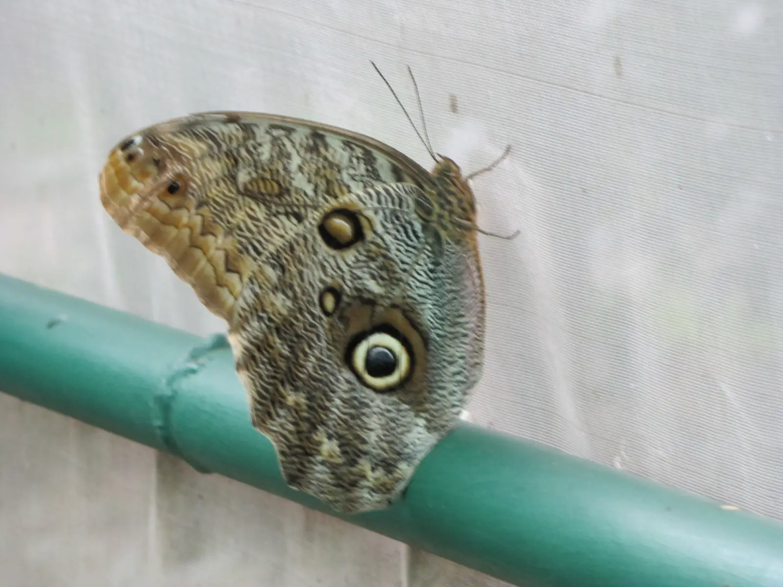 Doca Coffee Plantation butterfly
