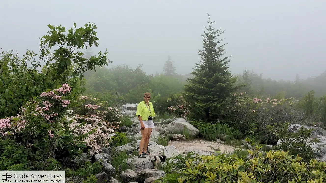 Rhododendrons on the Dolly Sods plateau