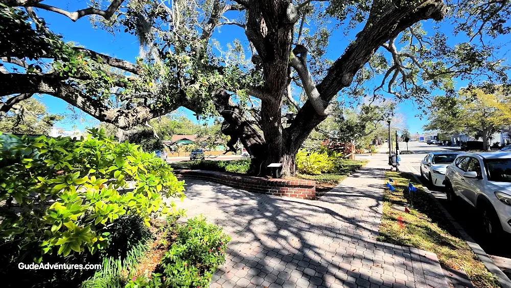 100 year old Grand Ole Oak Tree in Dunedin