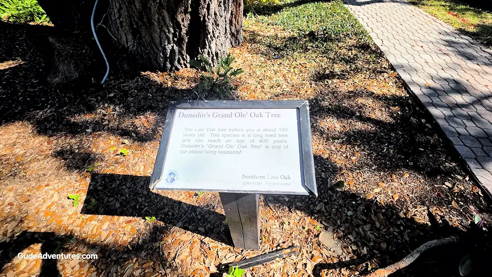 Grand Ole Oak Tree sign